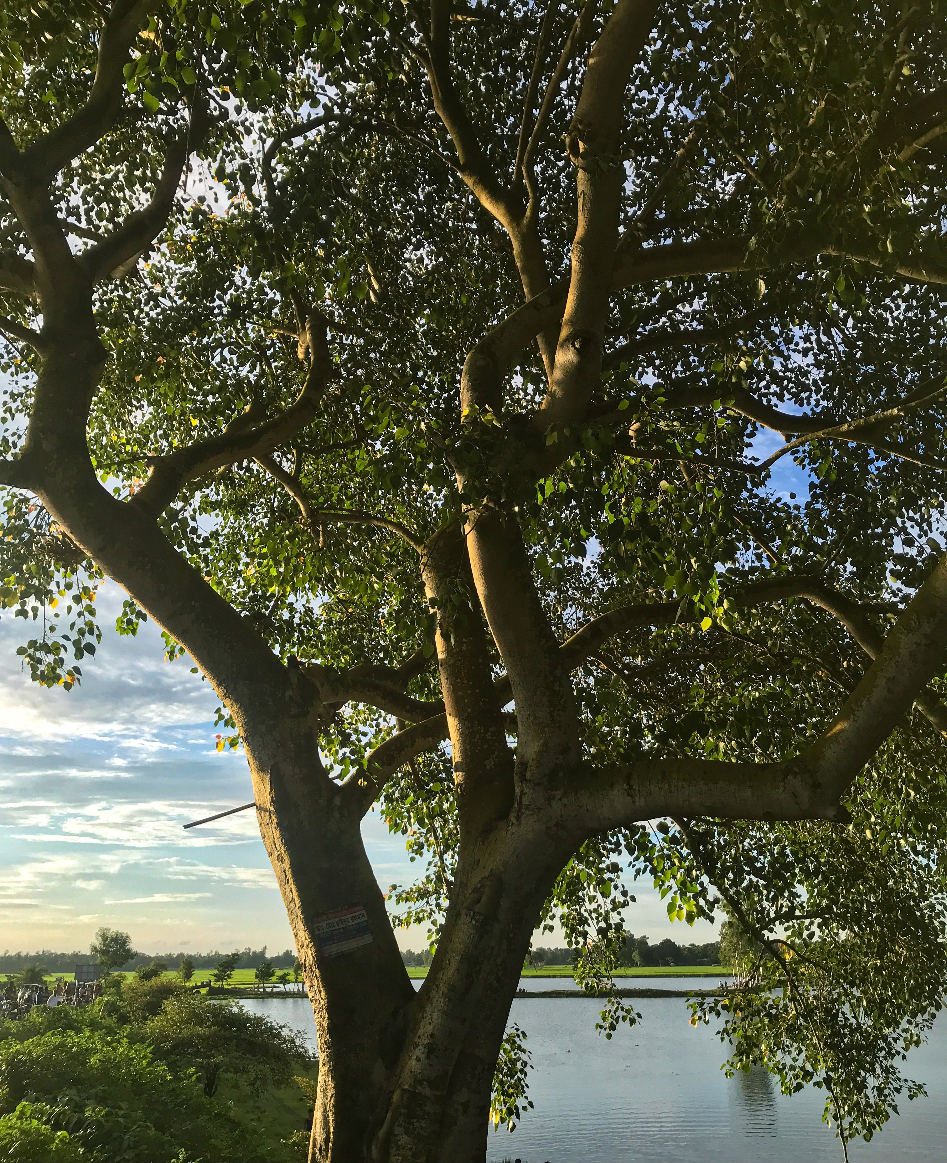 Free A beautiful tree overlooking a serene lake, capturing natural tranquility. Stock Photo