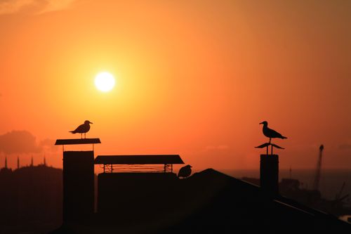 Free Silhouetted seagulls on rooftops against a golden sunset sky, capturing evening tranquility. Stock Photo