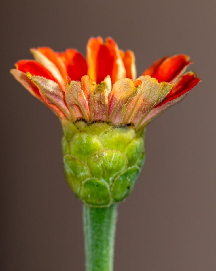 Flower With Red Petals