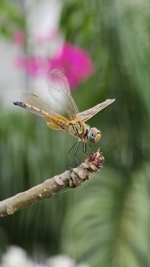 Dragon Fly on a Branch 