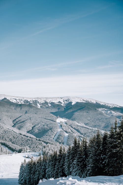 Coniferous Trees in a Mountain Valley Covered with Snow 