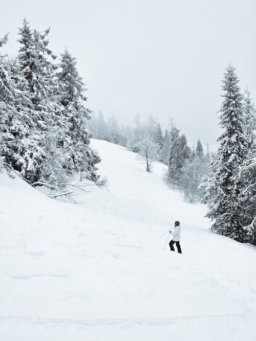 Photos gratuites de arbres, conifère, hiver