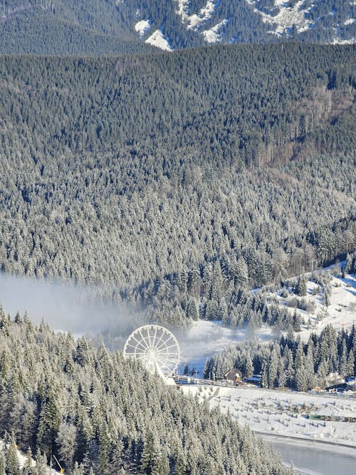 Foto profissional grátis de alpino, árvores, conífera