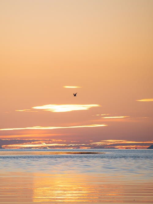 Free stock photo of bird flying, golden sunset, peach