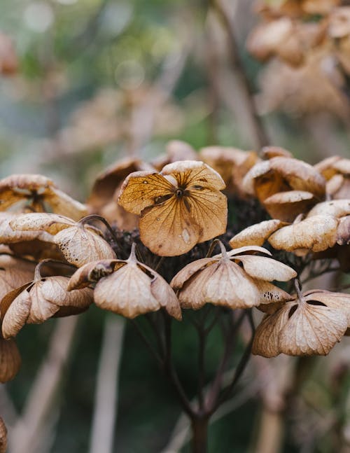 Dry Autumn Leaves