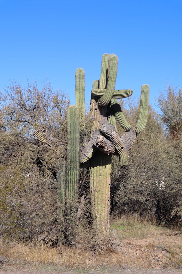 Twisted Green Cactus