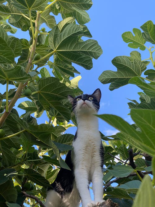 고양이, 나뭇잎, 동물 사진의 무료 스톡 사진