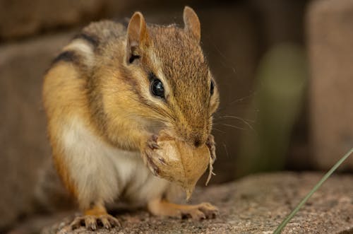 Portrait of a Squirrel