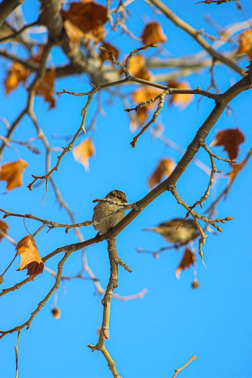 Free stock photo of bird, bird photography, street photography