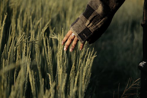 Close-up of a Person Touching the Grass on a Field 