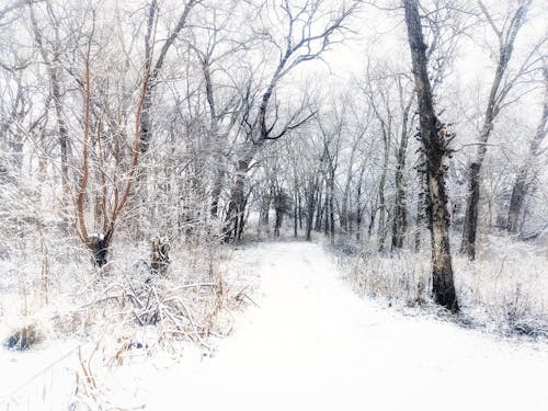 คลังภาพถ่ายฟรี ของ ทางเดิน, ป่า, พายุหิมะ