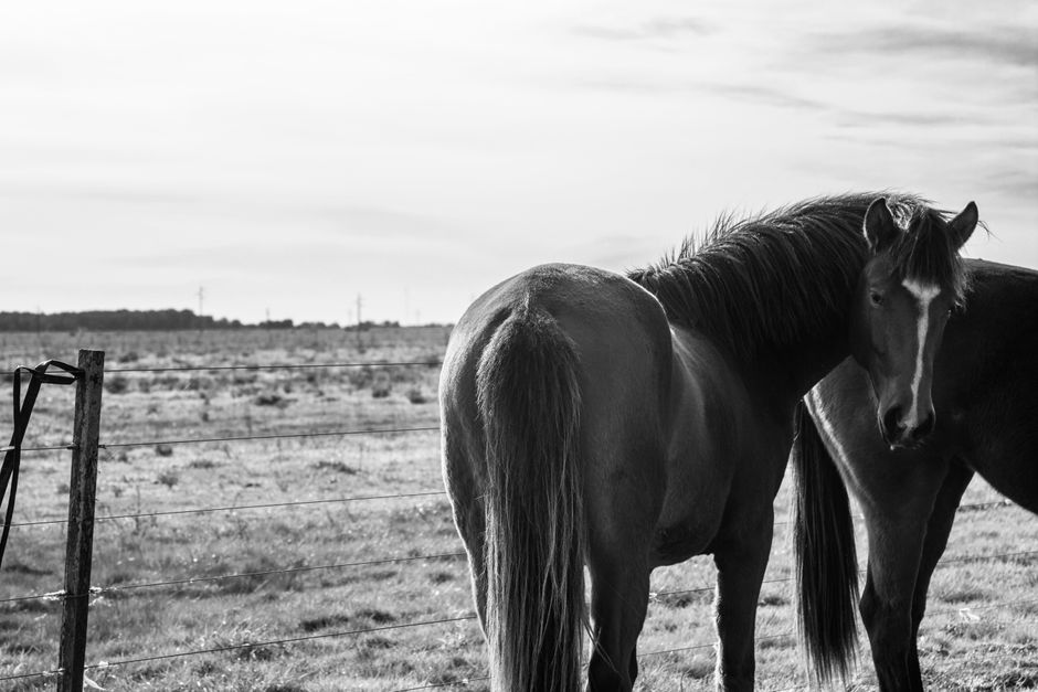 Two horses in a rural paddock captured in black and white photography.