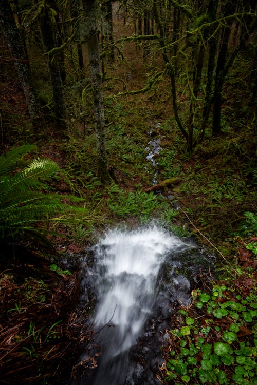 Ingyenes stockfotó erdő, ezüst esik, oregon témában