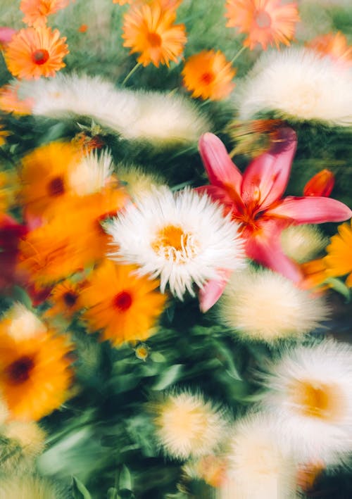 Blurry Photo of Variety of Colorful Flowers 