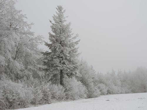 Coniferous Trees Covered with Snow 