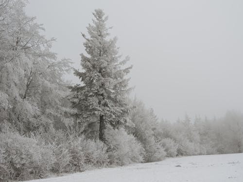 Foto d'estoc gratuïta de acícules, arbres, bosc