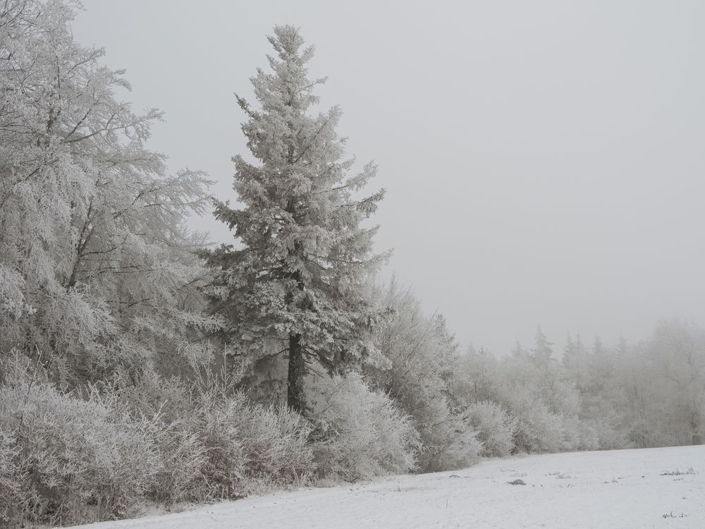 Coniferous Trees Covered with Snow · Free Stock Photo