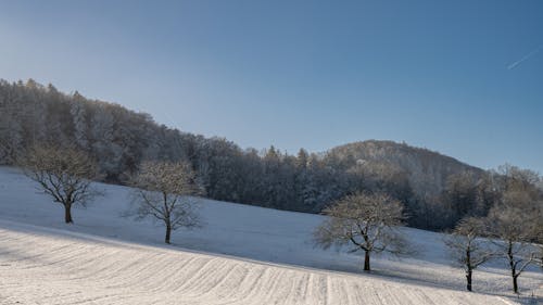 View of a Snowy Field and Frosty Trees under Blue Sky 