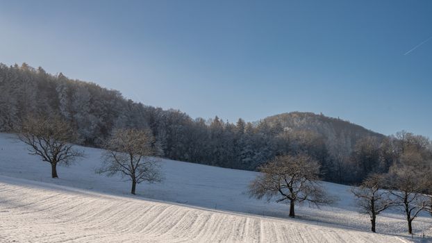 A scenic winter landscape with snow-covered trees under a bright blue sky.