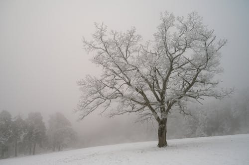 Lonely Tree on a Field Covered with Snow 