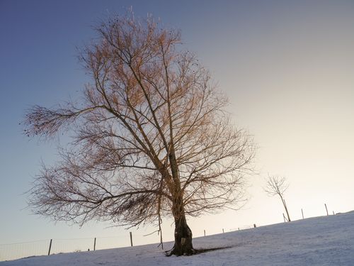 Free A picturesque view of a solitary tree on a snowy hill under a clear winter sky. Stock Photo