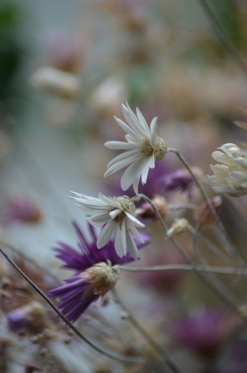 Free Close-up of delicate white and purple flowers with soft focus in a garden setting. Stock Photo