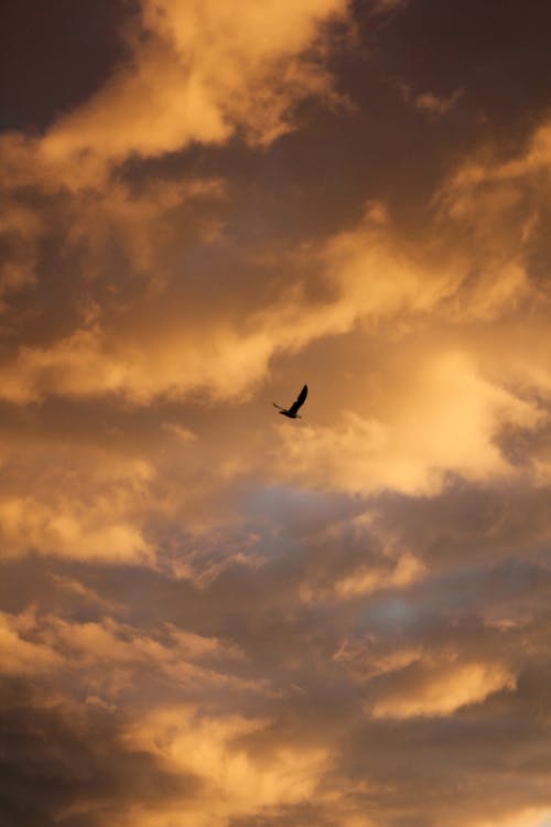 Silhouette of a Bird Flying on the Background of a Bright Sunset Sky 