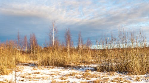 View of a Snowy Field with Dry Grass under a Cloudy Sky 