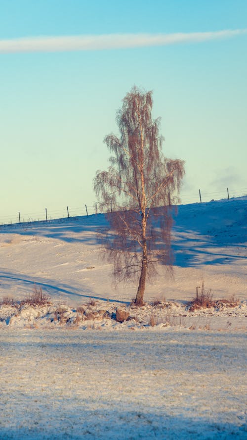 View of a Snowy Field and a Frosty Tree under Blue Sky 