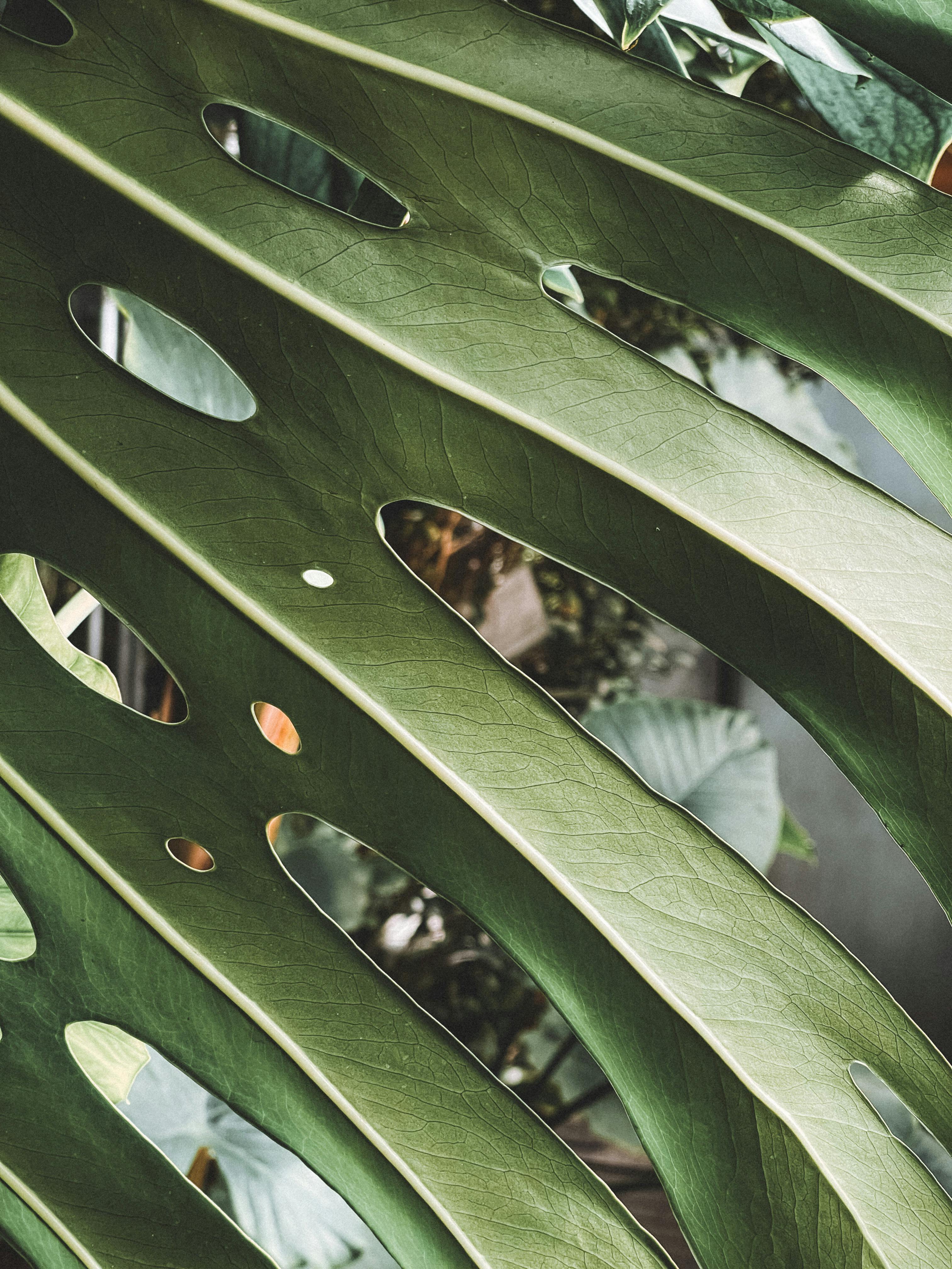 A detailed view of a lush Monstera leaf showcasing its distinctive holes and green texture.