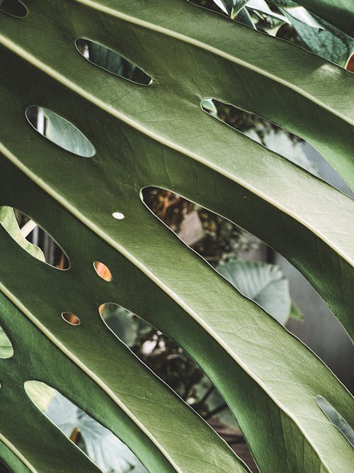 Close-up of a Large Monstera Deliciosa Leaf 