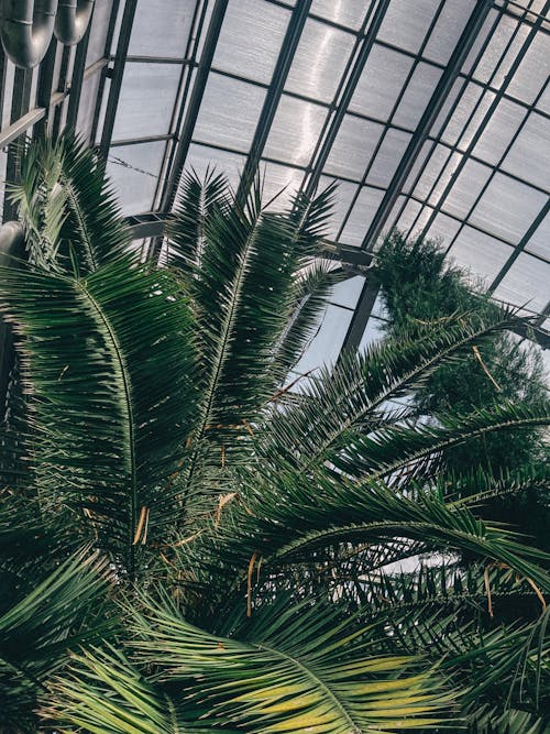 Fotobanka s bezplatnými fotkami na tému botanická záhrada, exotický, interiér