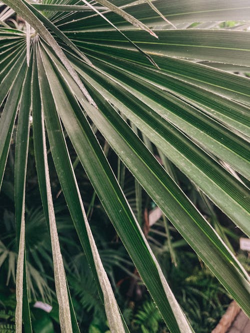 Closeup of Palm Leaves 