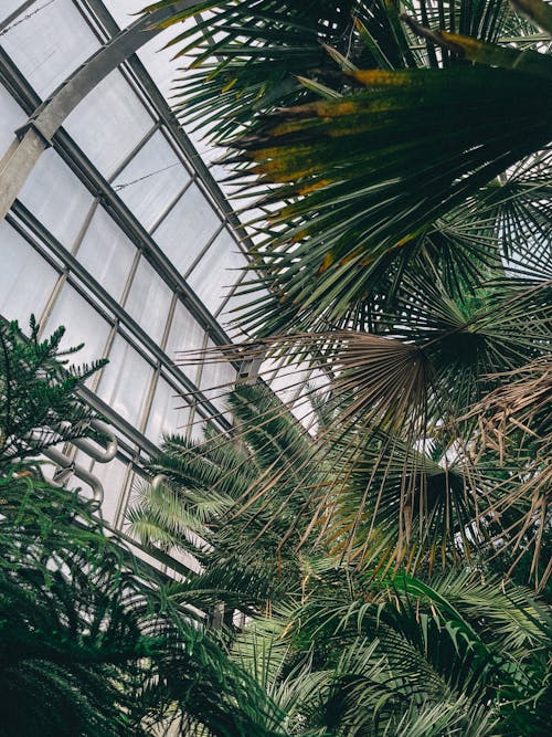 Palm Trees in a Greenhouse 