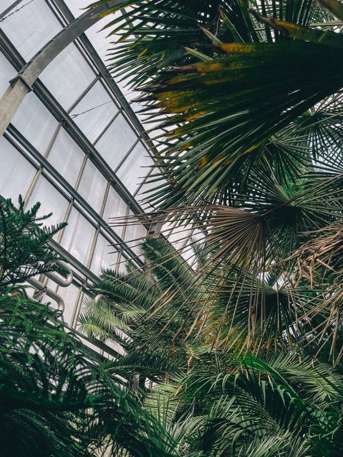 Free Explore the vibrant tropical plants inside a greenhouse in Kaliningrad, Russia. Stock Photo
