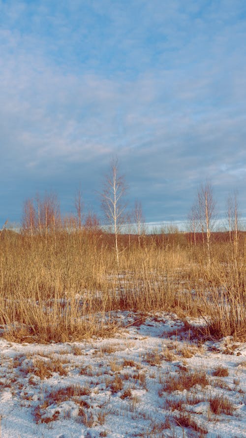 Imagine de stoc gratuită din câmp, fotografiere verticală, frig