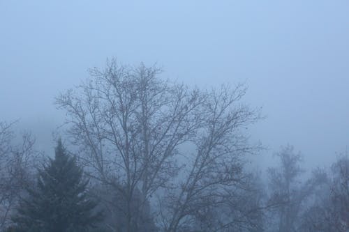 Kostnadsfri bild av dimmig, träd