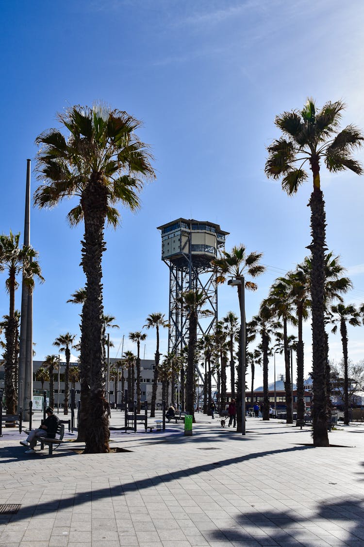 Palm Trees On Plaza Del Mar In Barcelona