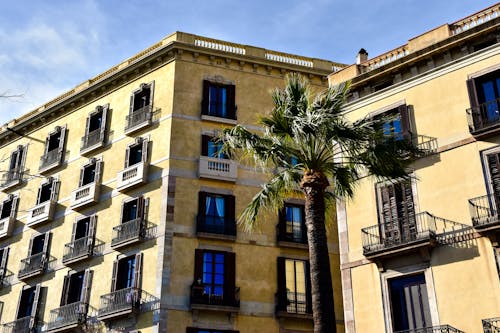 Palm Tree in front of an Apartment Building in Barcelona, Spain 