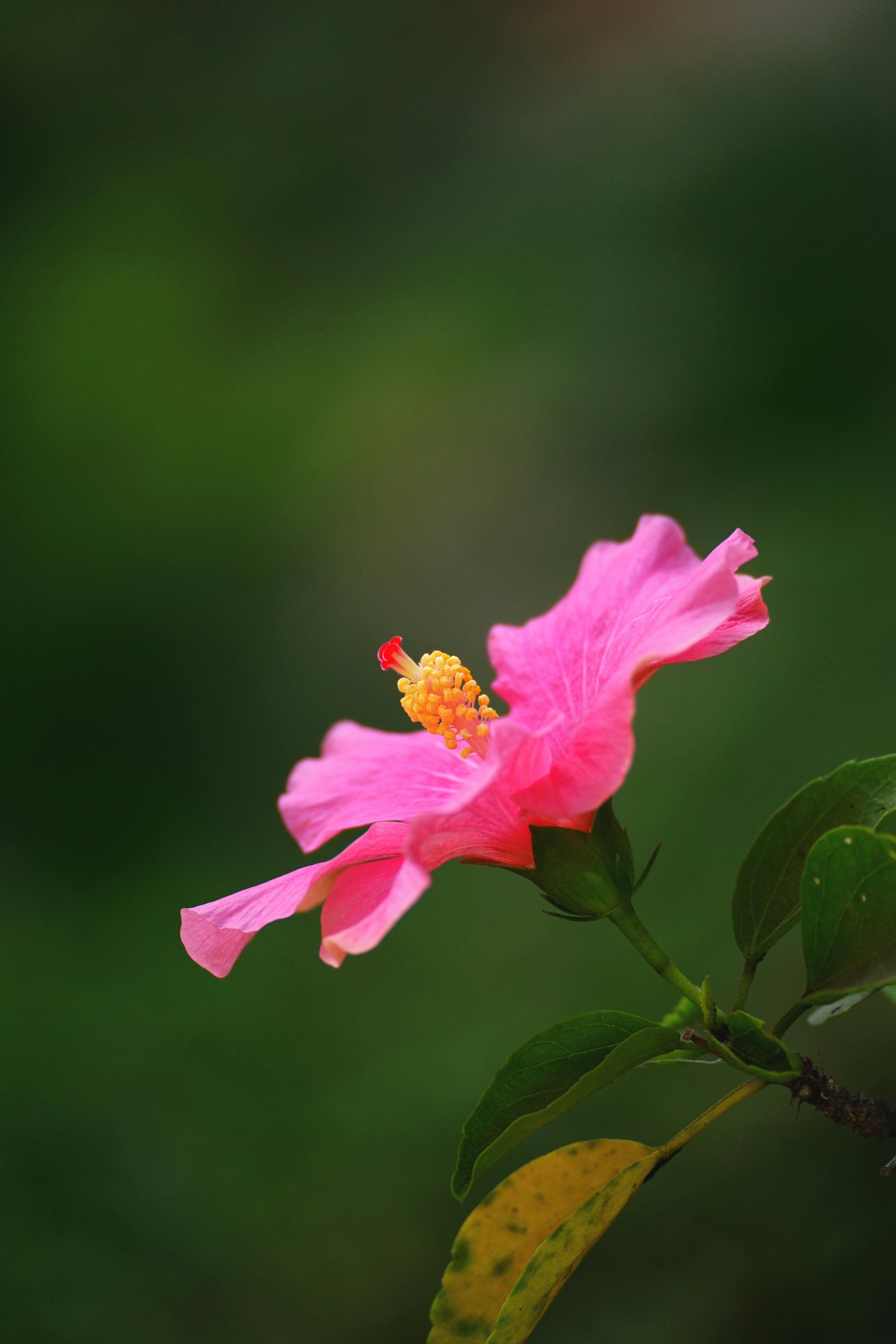 Безкоштовне стокове фото на тему «Hibiscus rosa-sinensis, Азія, ботаніка» стокове фото