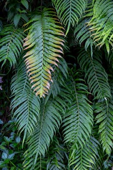 Close-up of lush green ferns with detailed fronds in a natural setting.