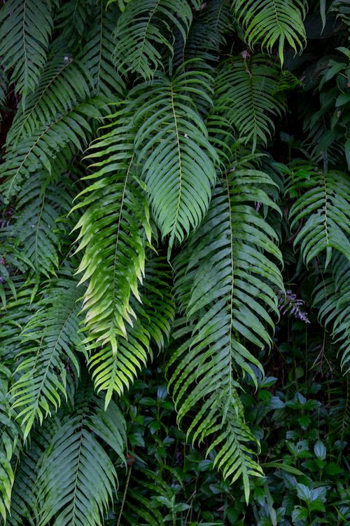 Free Vibrant green fern leaves create a lush and natural background, ideal for botanical themes. Stock Photo