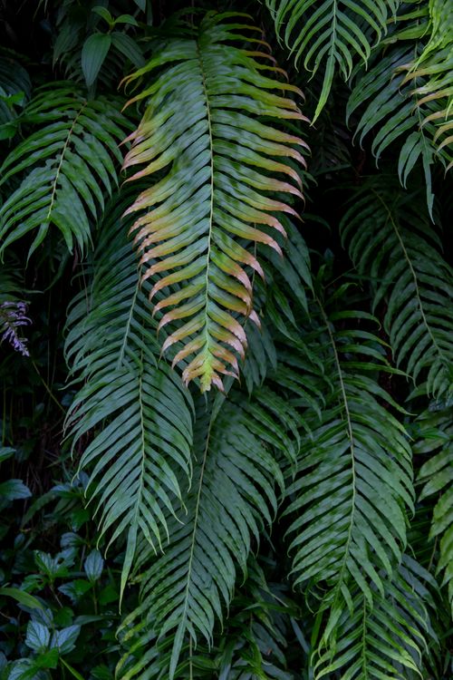 Free Vibrant close-up of lush green fern leaves with natural textures and details. Stock Photo