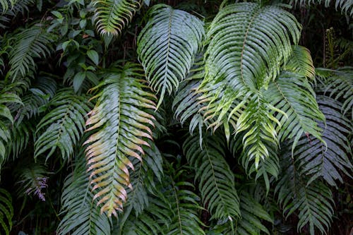 Green Plants Leaves