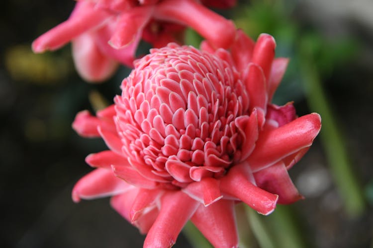 Pink Flower In Nature