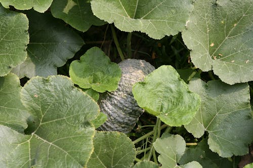 Close up of Green Leaves