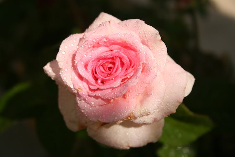 Pink Rose Flower