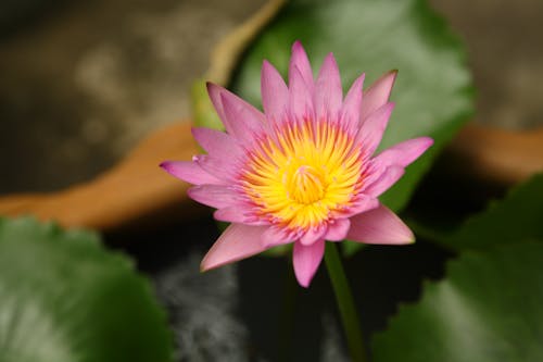 Pink Lotus Flower