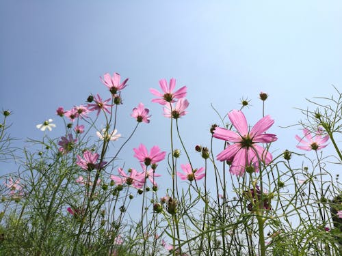 Pink Flowers on Meadow