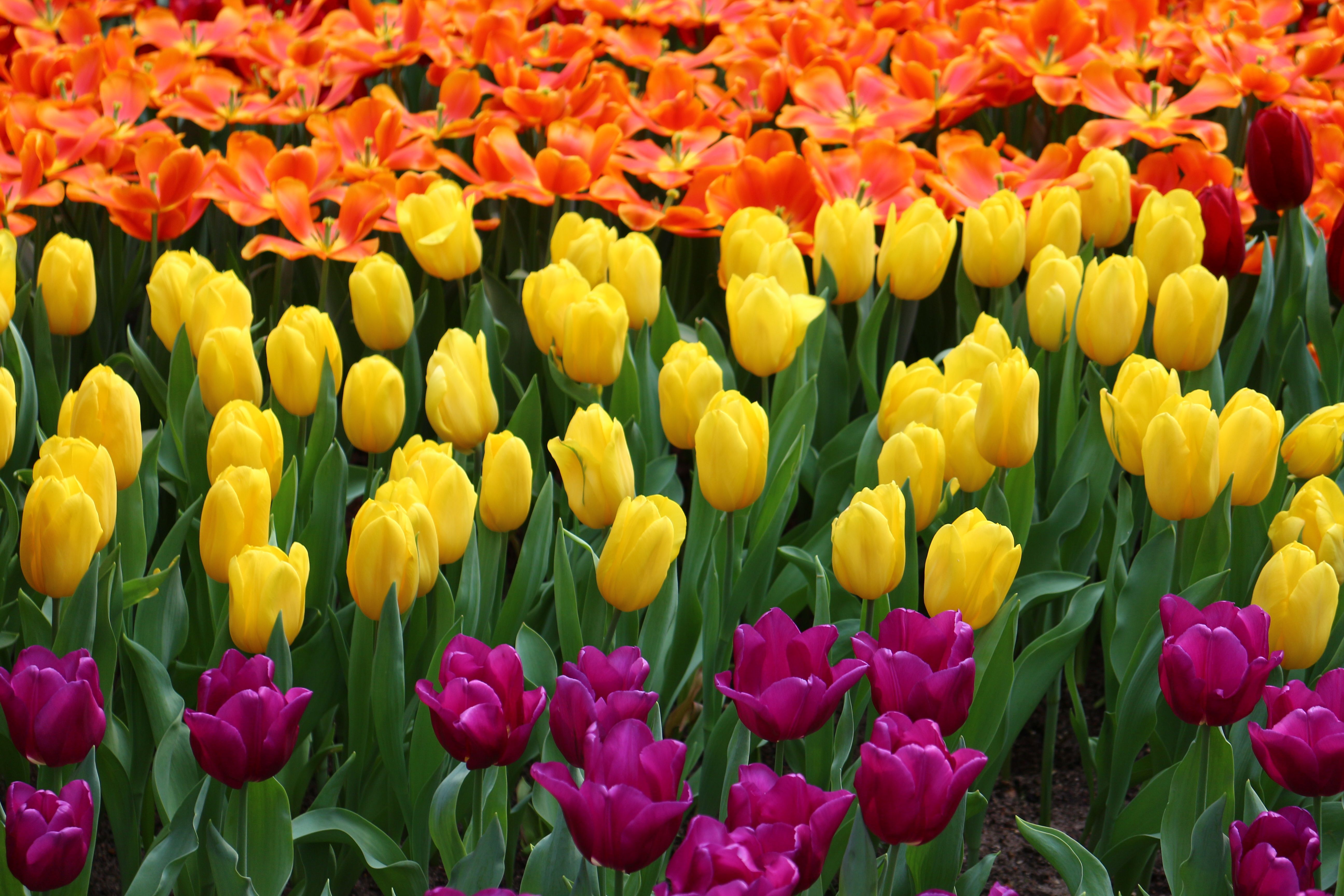 three color tulip · Free Stock Photo